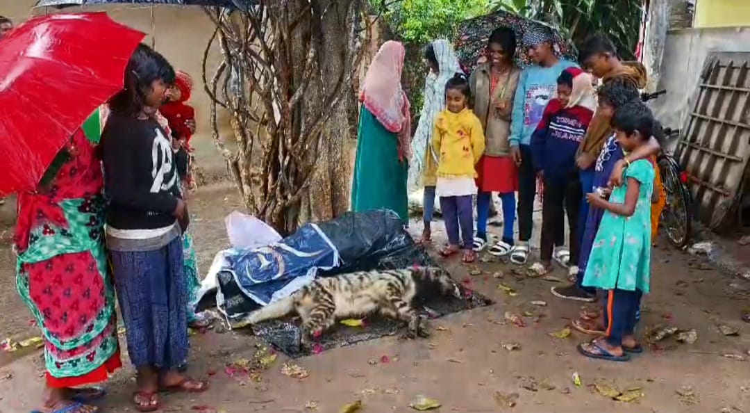 Breaking News. গাড়ির ধাক্কায় হায়নার মৃত্যু দুর্গাপুর শহরে! আতঙ্ক এলাকায়