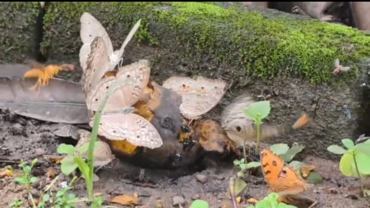 হাজার হাজার প্রজাপতির ভিড়ে বন দফতরের বাগান হয়ে উঠেছে দেখার মতো