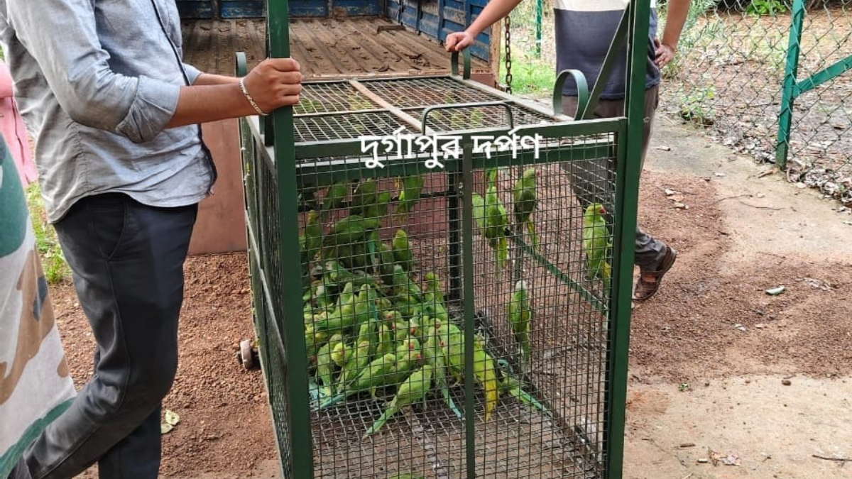 গাড়ির ডিকি খুলতেই বেরিয়ে এল শত শত চন্দনা, তারপরেই সক্রিয় হল পুলিশ