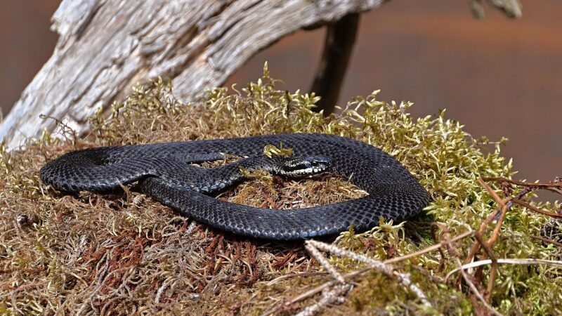 অদ্ভুত ঘটনা! ঘরের ভিতরে ৩ জনকে কামড়ালো সাপ, টের পেল না কেউই, মৃত ২