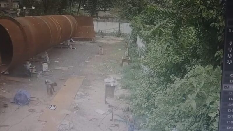 চোর কীভাবে চুরি করছে, ধরা পড়ল সিসি ক্যামেরায়